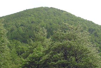 Viševica