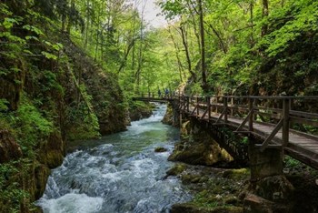 Kamačnik - Bijela kosa