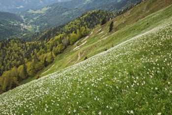 Golica 2026. (SLO)